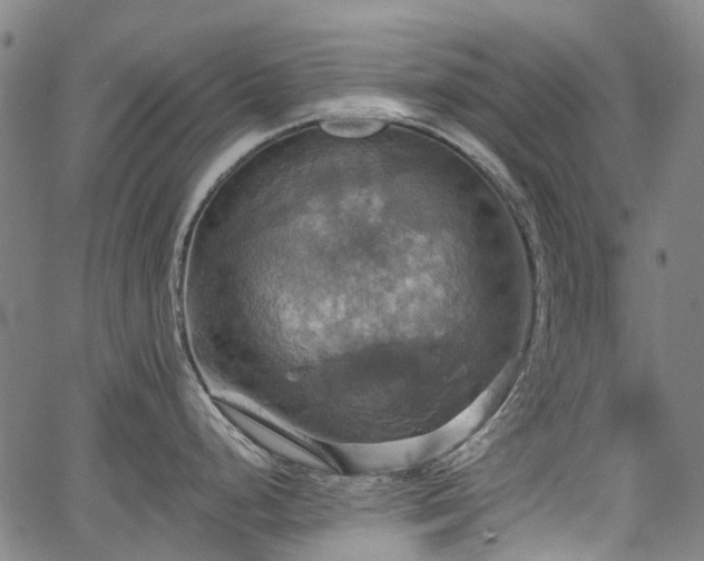 X0000067351248200604030926