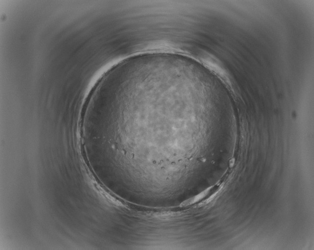 X0000067351288200604030925