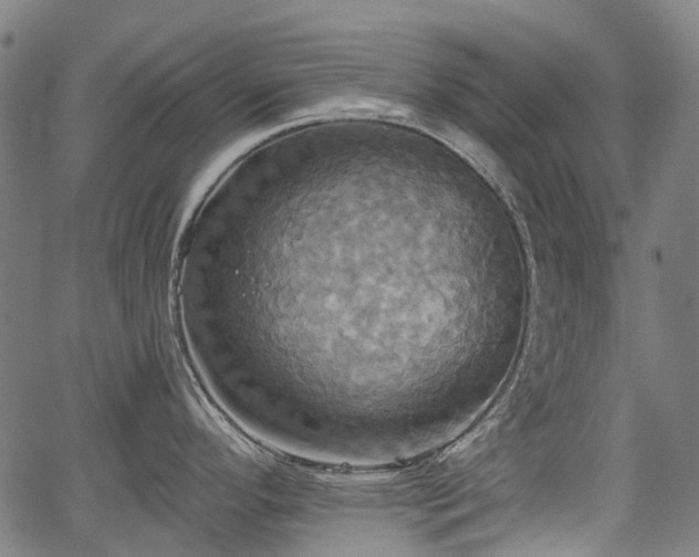 X0000067351296200604030924