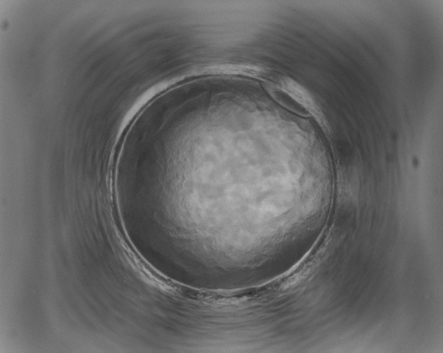 X0000067351436200604030923