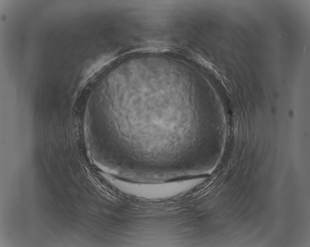 X0000067351448200604030922