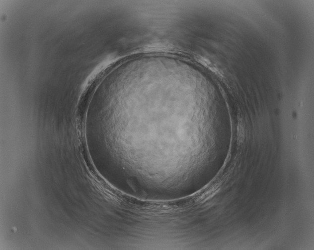 X0000067351454200604030922