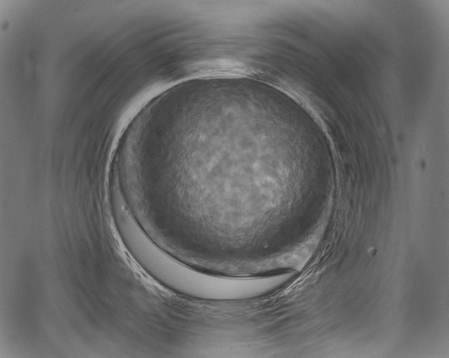 X0000067351488200604030921