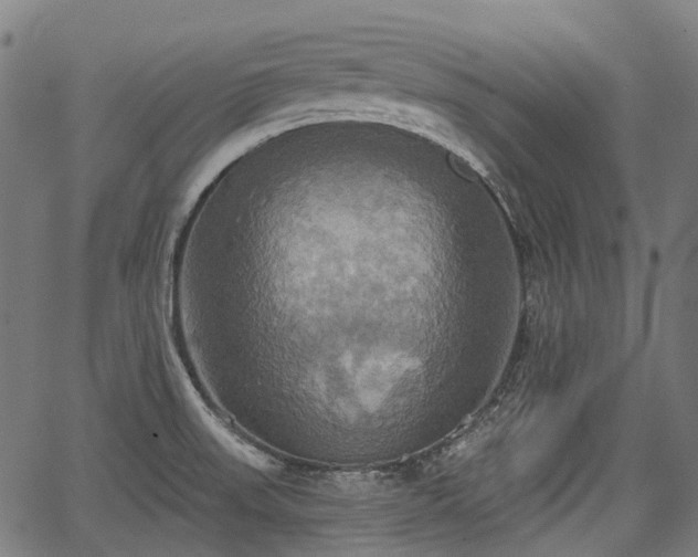 X0000067351523200604030921