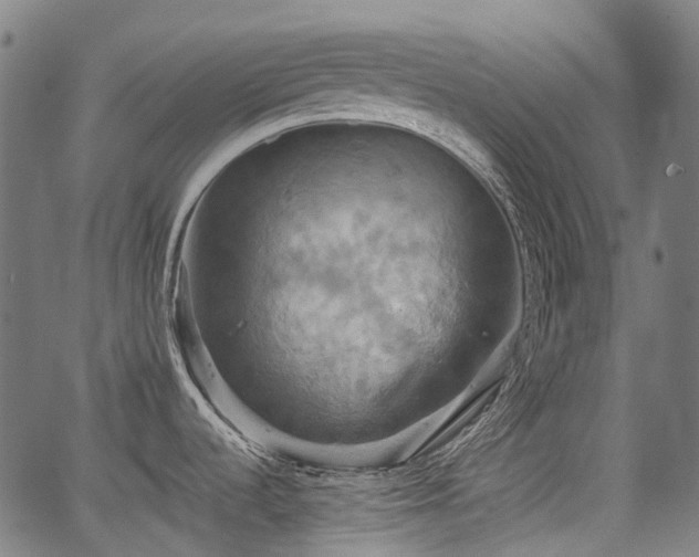 X0000067351536200604030921