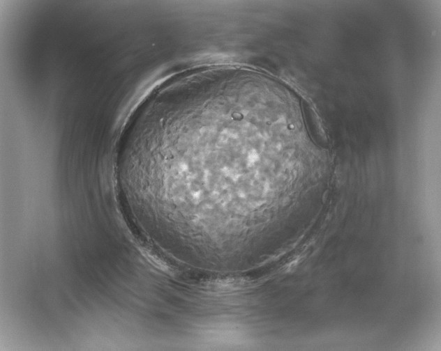 X0000067350103200604071436