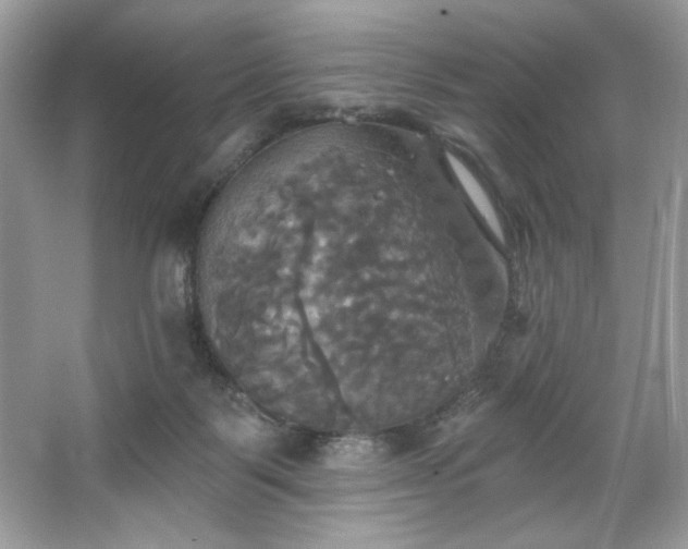 X0000067350123200604071435