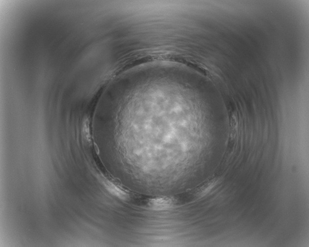 X0000067350238200604071433