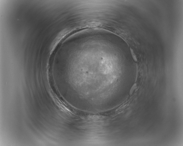 X0000067350242200604071433