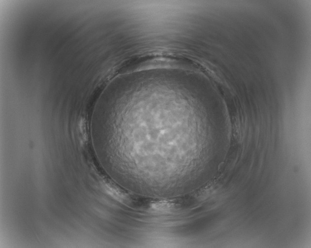 X0000067350470200604071430