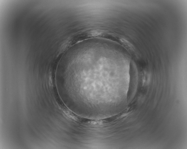 X0000067350524200604071429