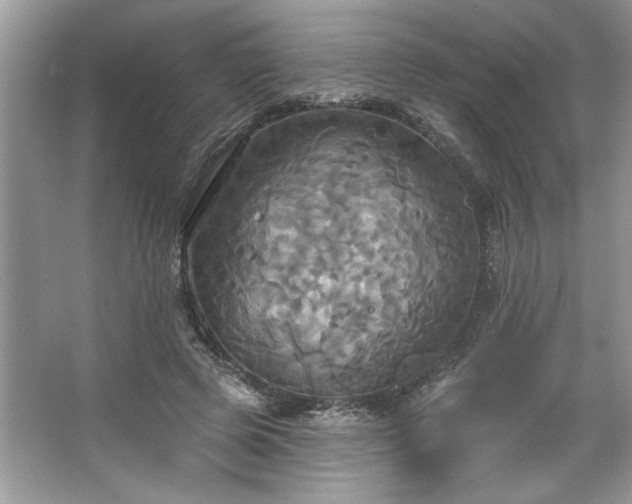 X0000067350545200604071428