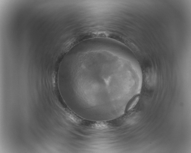 X0000067350668200604071427