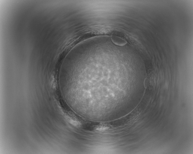 X0000067350743200604071425