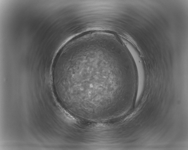 X0000067350787200604071424