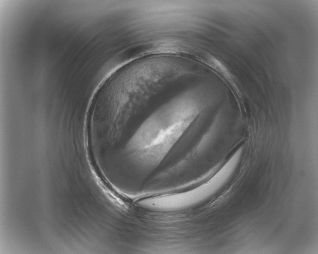 X0000067350795200604071424