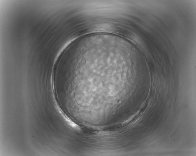 X0000067350796200604071424