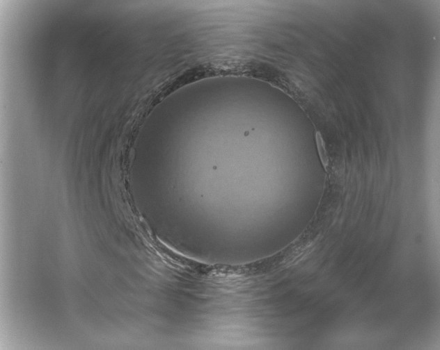 X0000067350817200604071423