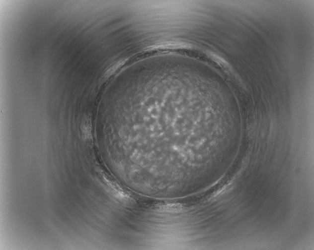 X0000067350833200604071423