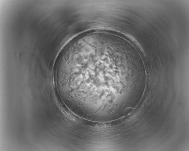 X0000067350887200604071422