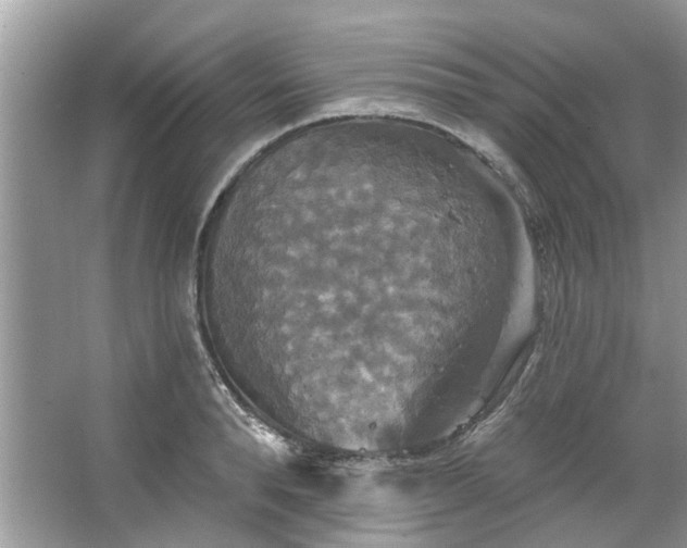 X0000067350896200604071422