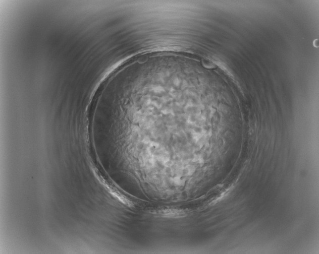 X0000067350933200604071422