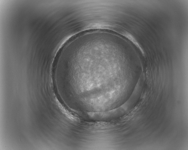 X0000067350972200604071421