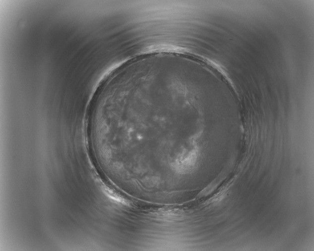 X0000067350987200604071421