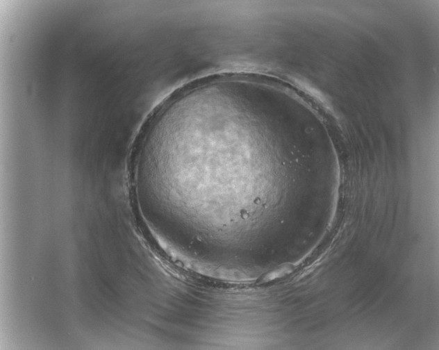 X0000067351264200604071416