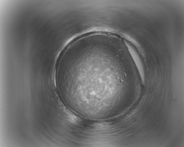 X0000067351272200604071416