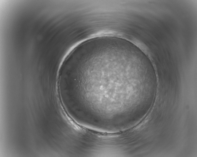 X0000067351296200604071416