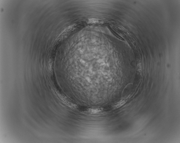 X0000067350662200604131752