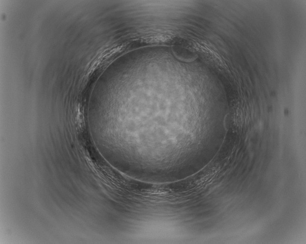 X0000067350743200604131750