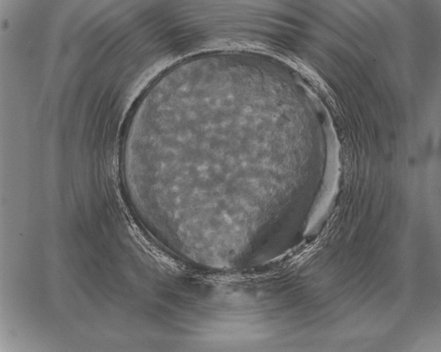 X0000067350896200604131748