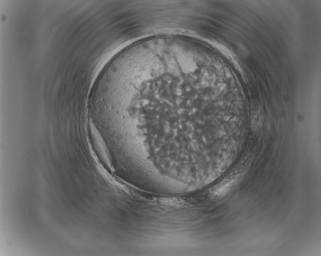 X0000067350903200604131747