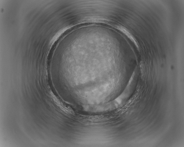 X0000067350972200604131746