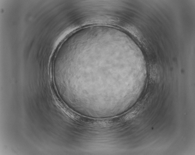 X0000067351078200604131745