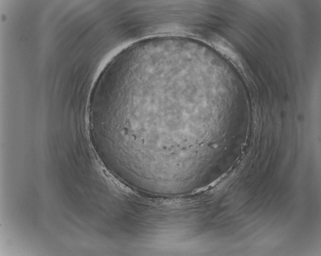 X0000067351288200604131741