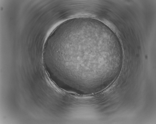 X0000067351296200604131741