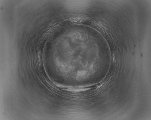 X0000067351396200604131739