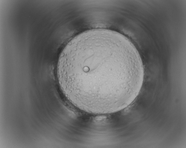 X0000067350162200604212011