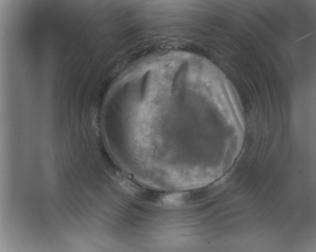 X0000067350178200604212011