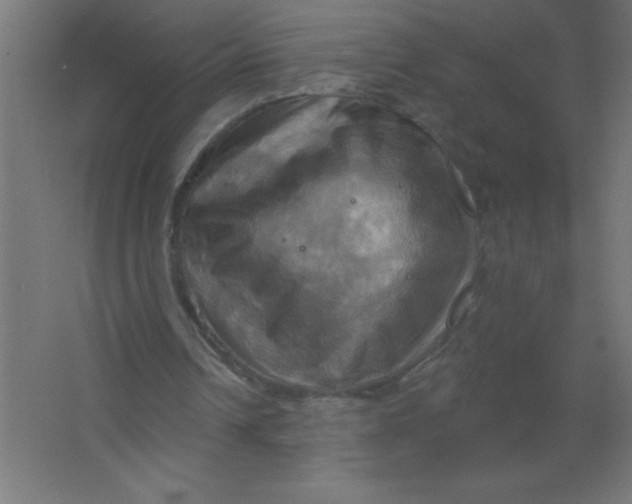 X0000067350242200604212009