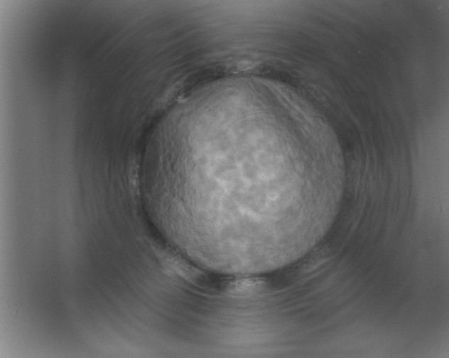 X0000067350274200604212009