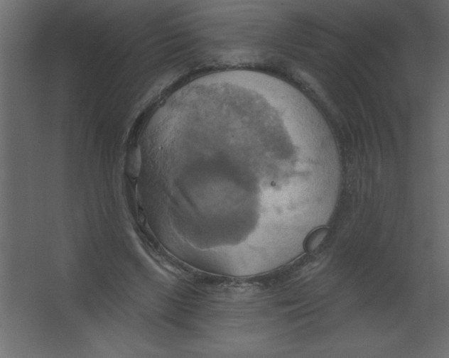 X0000067350443200604212006