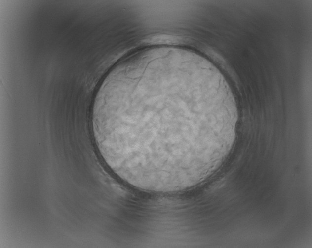 X0000067350529200604212004