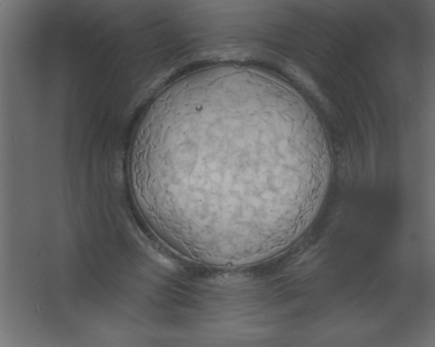 X0000067350537200604212004