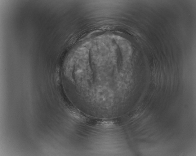 X0000067350554200604212004