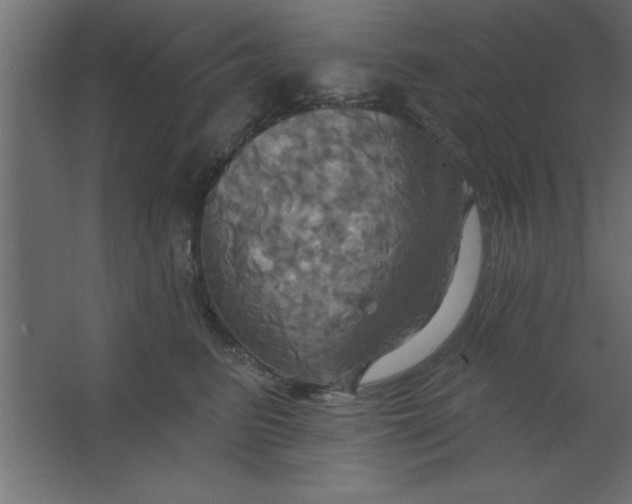 X0000067350615200604212003