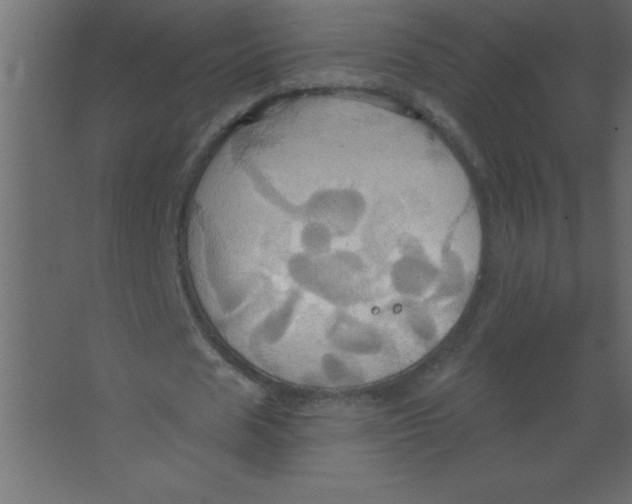 X0000067350625200604212002